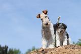 FOX TERRIER 231